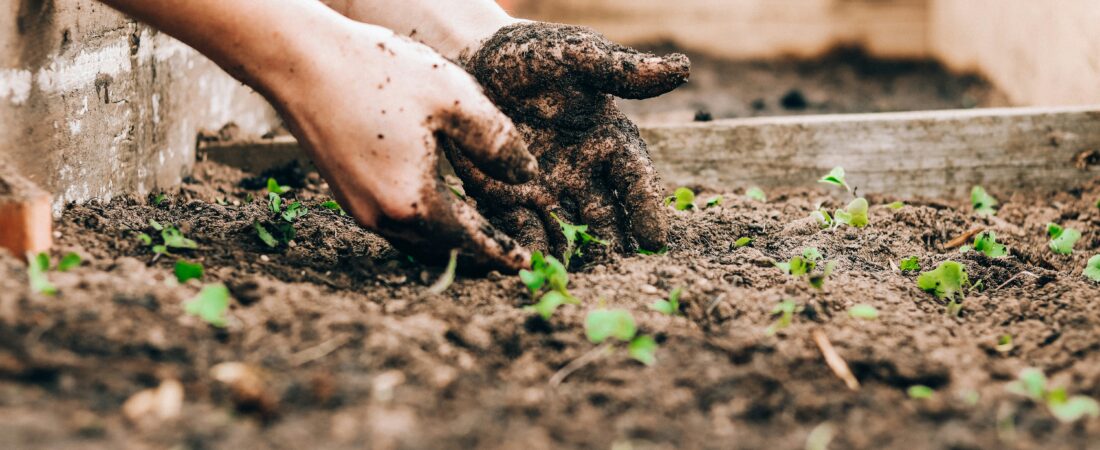 Gardening With Kids: Getting Them Involved and Setting Everyone Up for Success