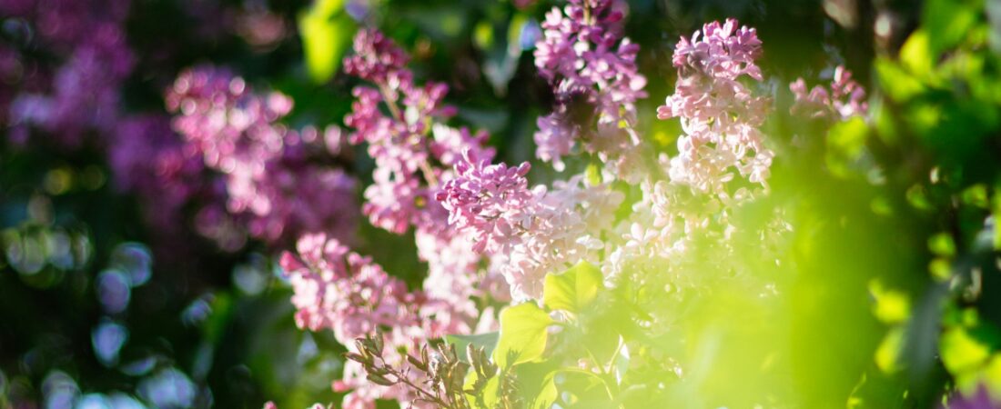Last Call for Lilacs: The Final Days of the Rochester Lilac Festival Are Worth the Drive