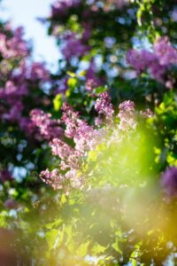 Rochester Lilac Festival fun through the week - what to expect this week