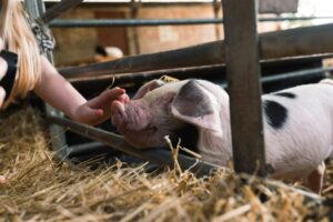Petting Zoo and Animal Experiences across the Finger Lakes