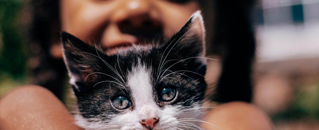 Your Kid Wants a Pet. You Really, Really Don’t. Here’s What to Do.